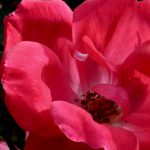 Renewal