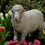 lambDSCN3616