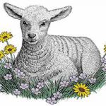 Sheep002
