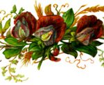 sweet-pea-bloomsmed