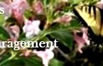 Butterflylogo2