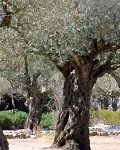 olive tree