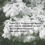Evergreenwithsnow